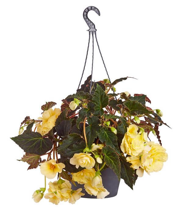 Hängebegonie 'Champagner', Ampel