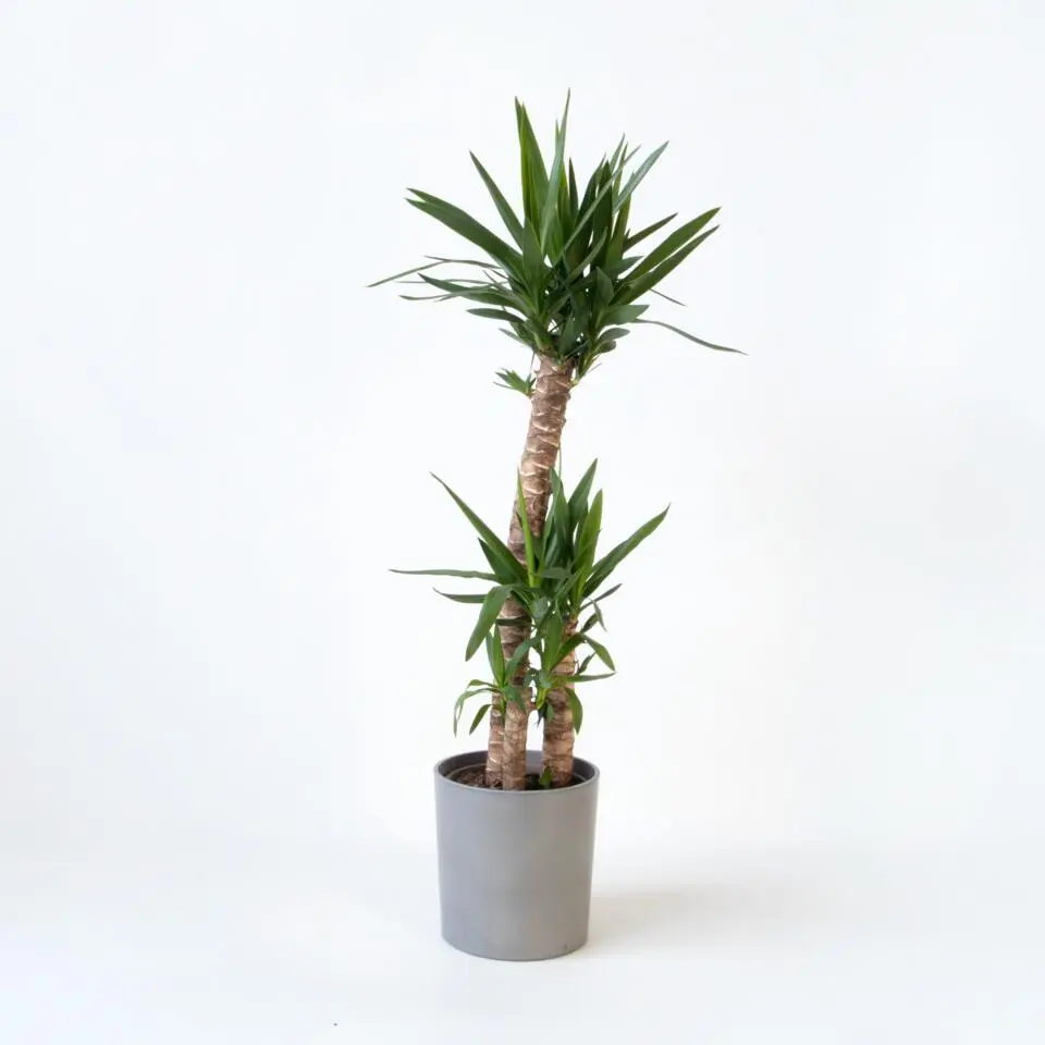 Palmlelie - Yucca elephantipes - Hoogte 130-140cm - ⌀24cm