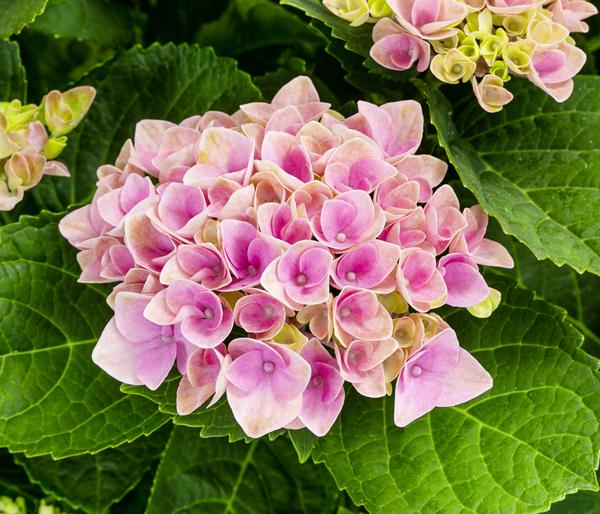 Hortensie - Hydrangea macrophylla 'Magical',