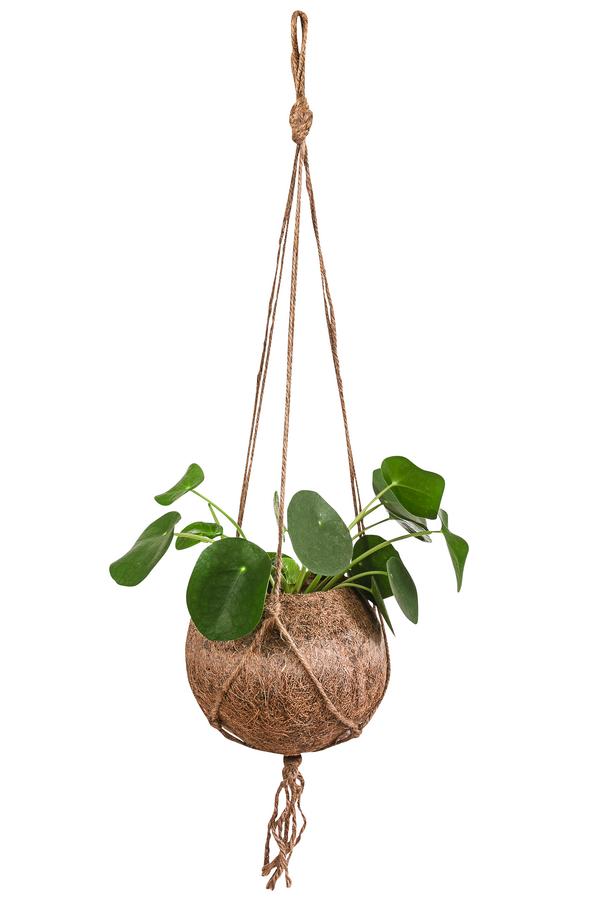 Kokodama-Ampel Glückstaler - Pilea