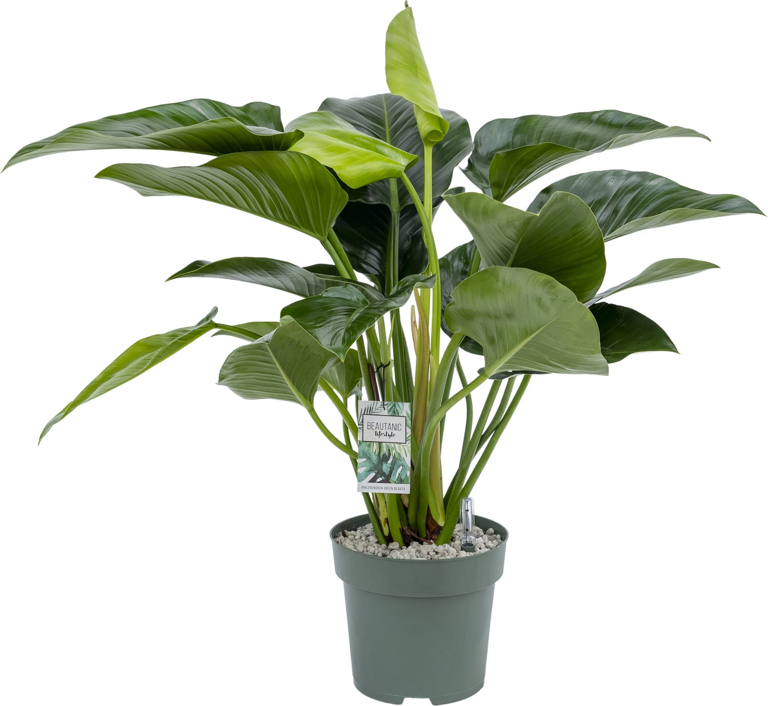 Philodendron (Philodendron 'Green Beauty') D 27 H 90 cm