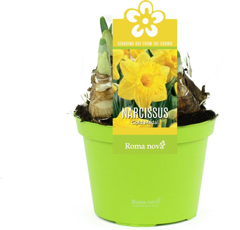 Narcis (Narcissus 'Gold Medal') D 12 H 14 cm