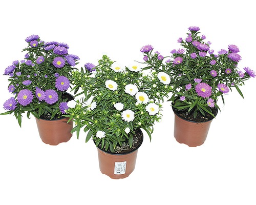 Gladbladige Aster (Aster novi-belgii) pot Ø 11 cm, willekeurige soortselectie
