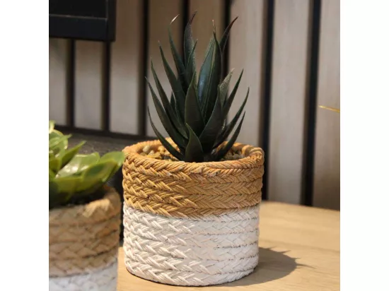 Plante succulente en pot bicolore 8 x 15 cm (Lot de 4)