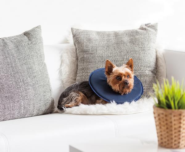 Dehner Lieblinge Leckschutzkragen für Hunde &
