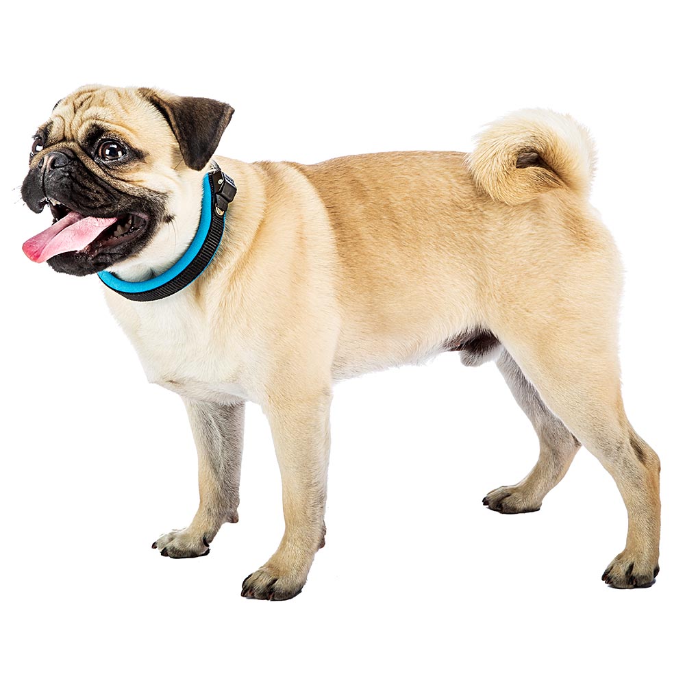 Collier ergonomique pour chiens ergofluo c15/33 avec rembourrage et fermeture à micro-régulation