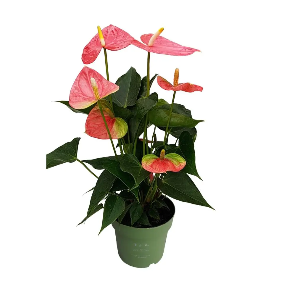 Flamingoplant - Anthurium 'Colorado Pink' - Hoogte 40-55cm - ø14cm