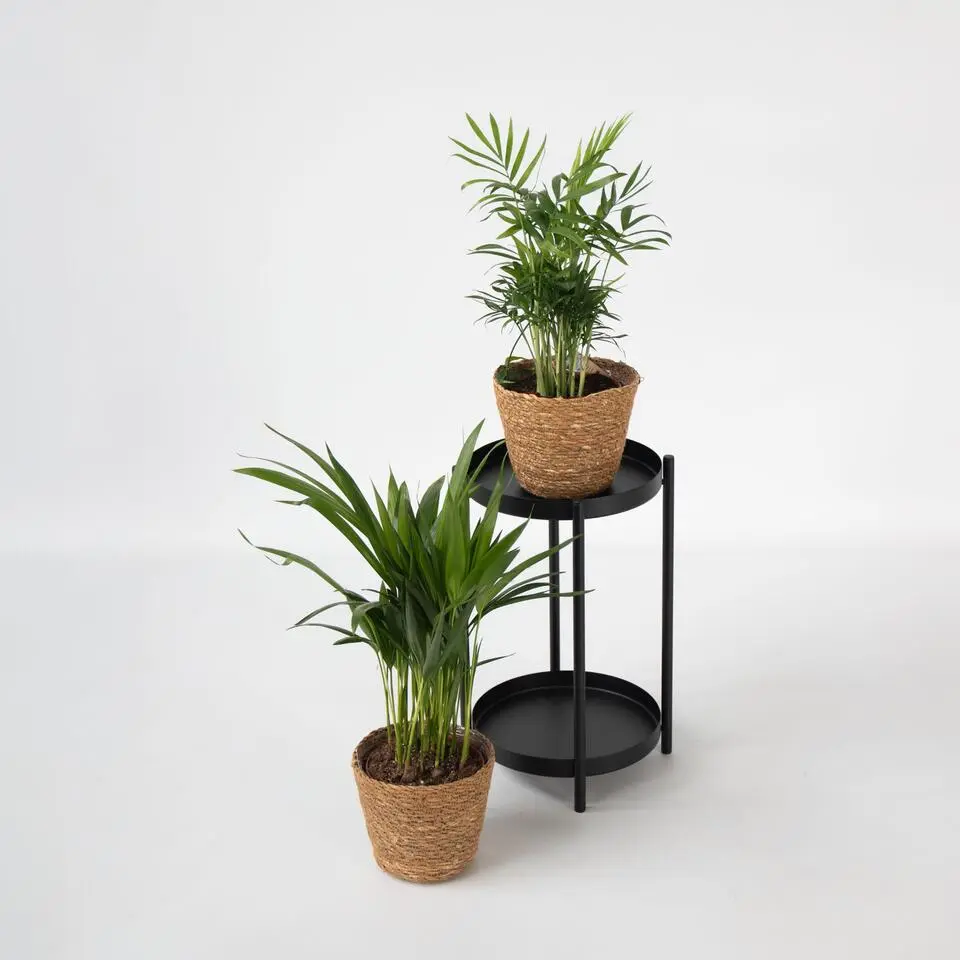 Kleine Dypsis en Chamaedorea - Mix van 2 met mand - Hoogte 25-40cm - ⌀12cm