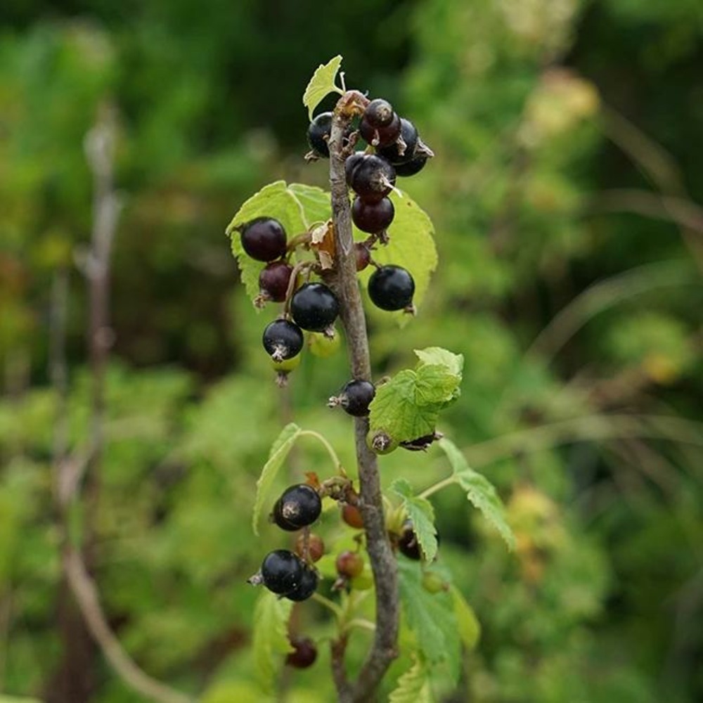 Cassissier 'andega' - cassissier nigrum 3l