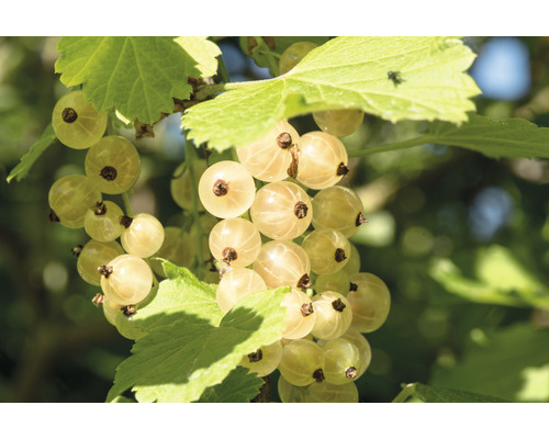 Biologische Witte Bessenstamplant FloraSelf Organic Ribes rubrum 'White Versailles' H 80-100 cm Co 5 L
