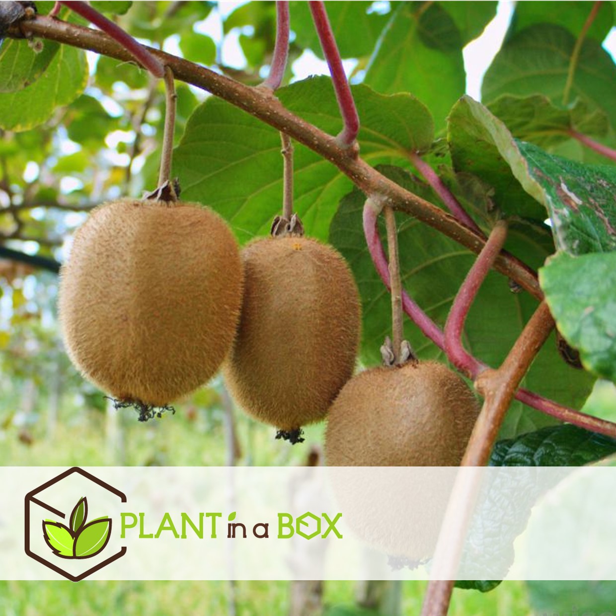 Kiwi actinidia 'jenny' - set de 3 - plantes de kiwi - pot 9cm - hauteur 20-40cm