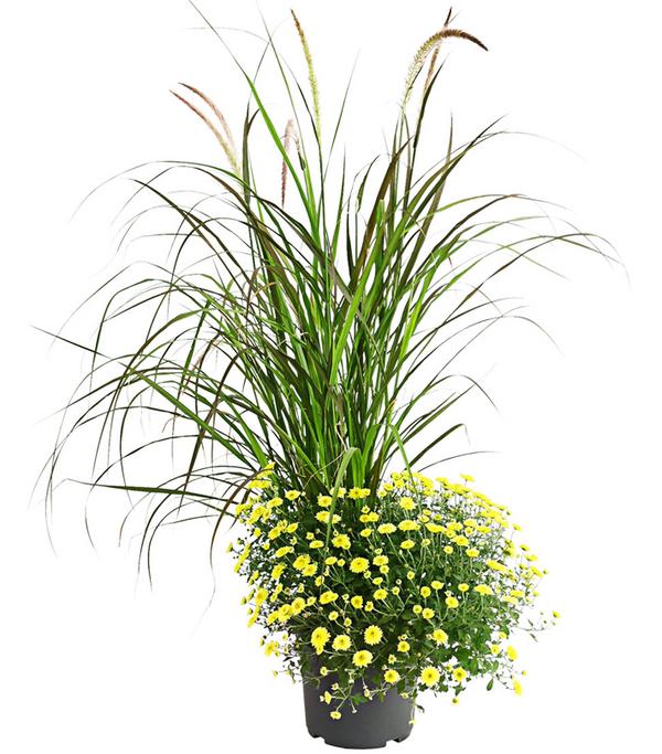 Herbst-Chrysantheme mit Gras, verschiedene