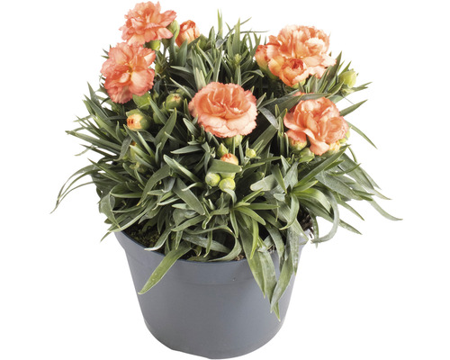 Anjer, anjer Dianthus caryophyllus 'Cody' H 10-15 cm Ø 15 cm