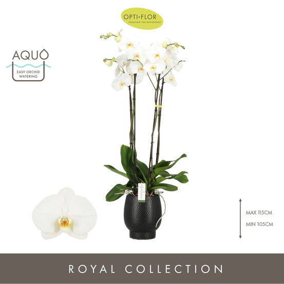 Orchidée - Phalaeonopsis Fortuno 4T D15-H80