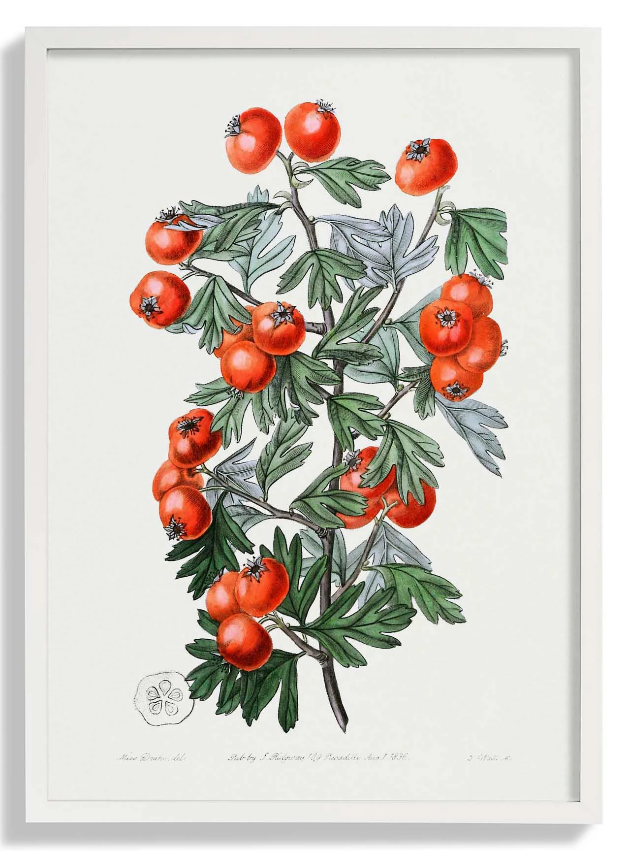 Tomaten