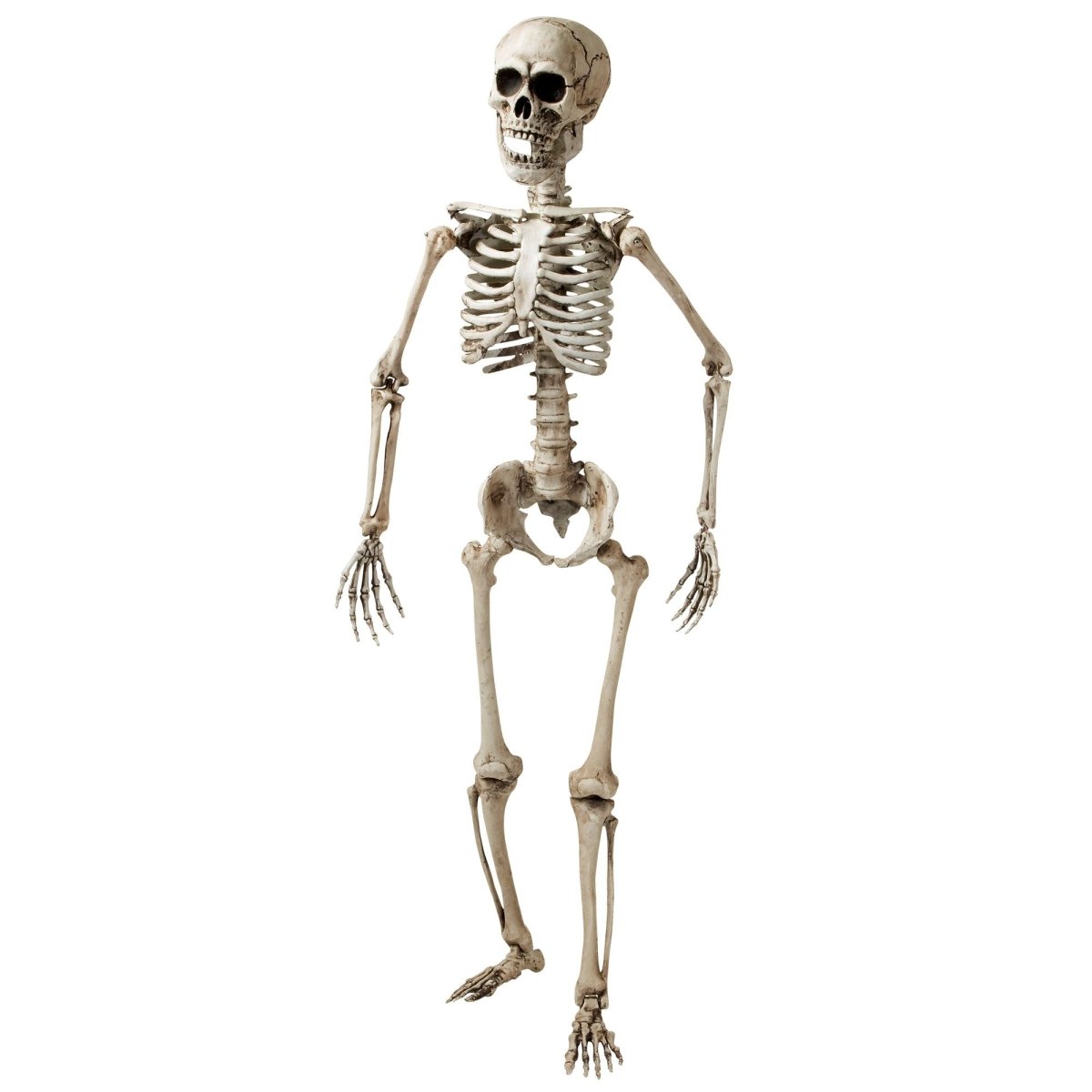 Halloween Skelet Wit 1,6m