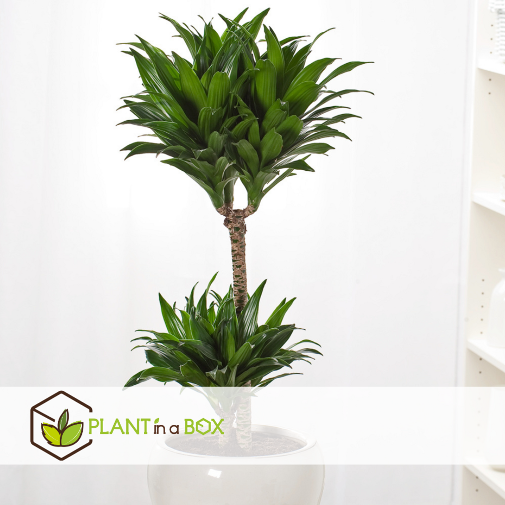 Dracaena deremensis 'compacta' - plante d'intérieur - ⌀ 17 cm - hauteur 60-70cm