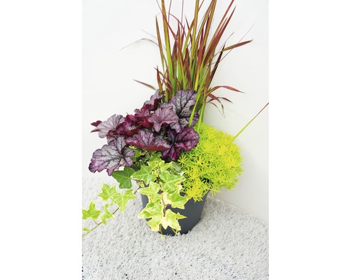 Herfstmagie Gemengde Planten Ø 24 cm Pot