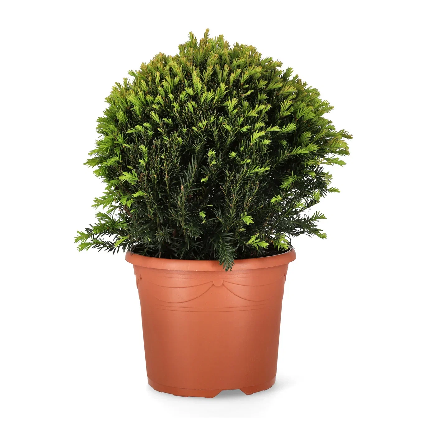 Taxus x media 'Groenland' Hybridbarlind 'Grønland', ball Ø32 cm