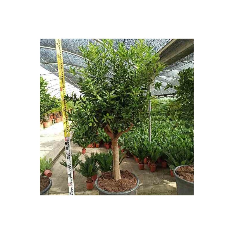 Citrus kumquat (fortunella margarita) blanc - taille pot de 7 litres ? 100/120 cm
