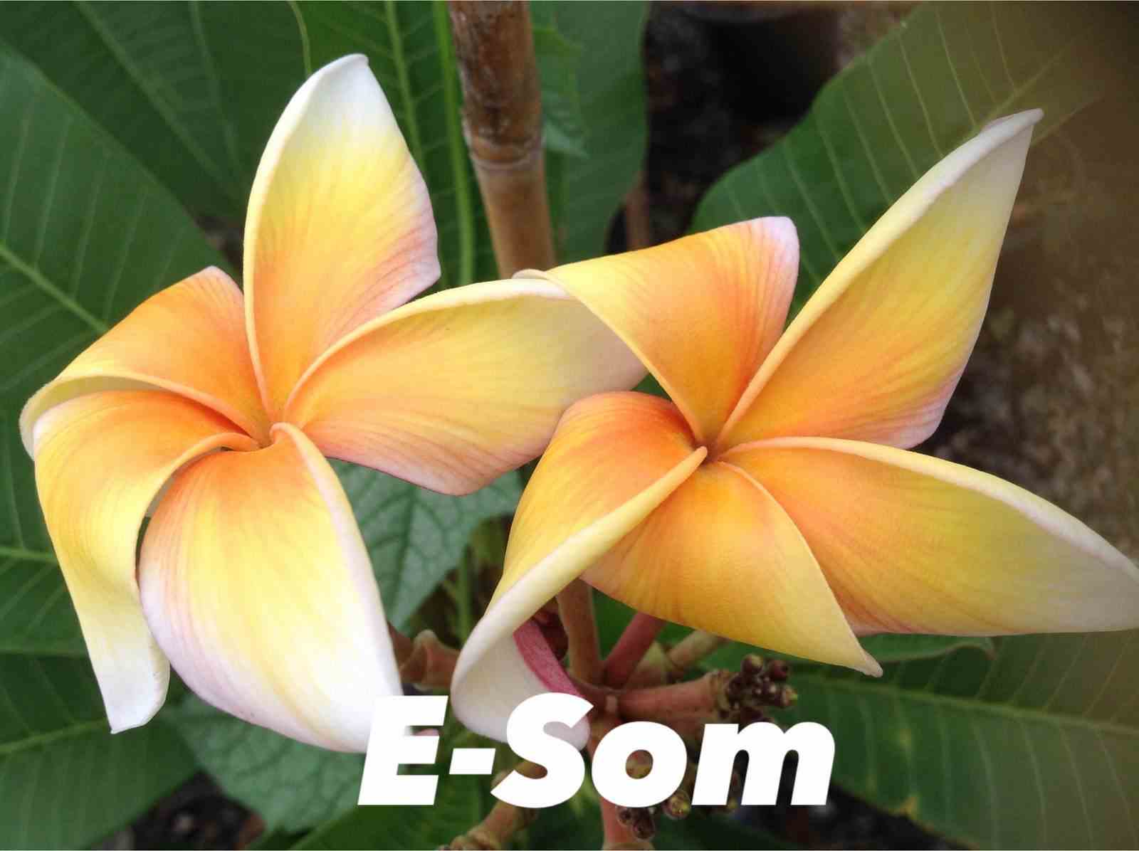Plumeria rubra 