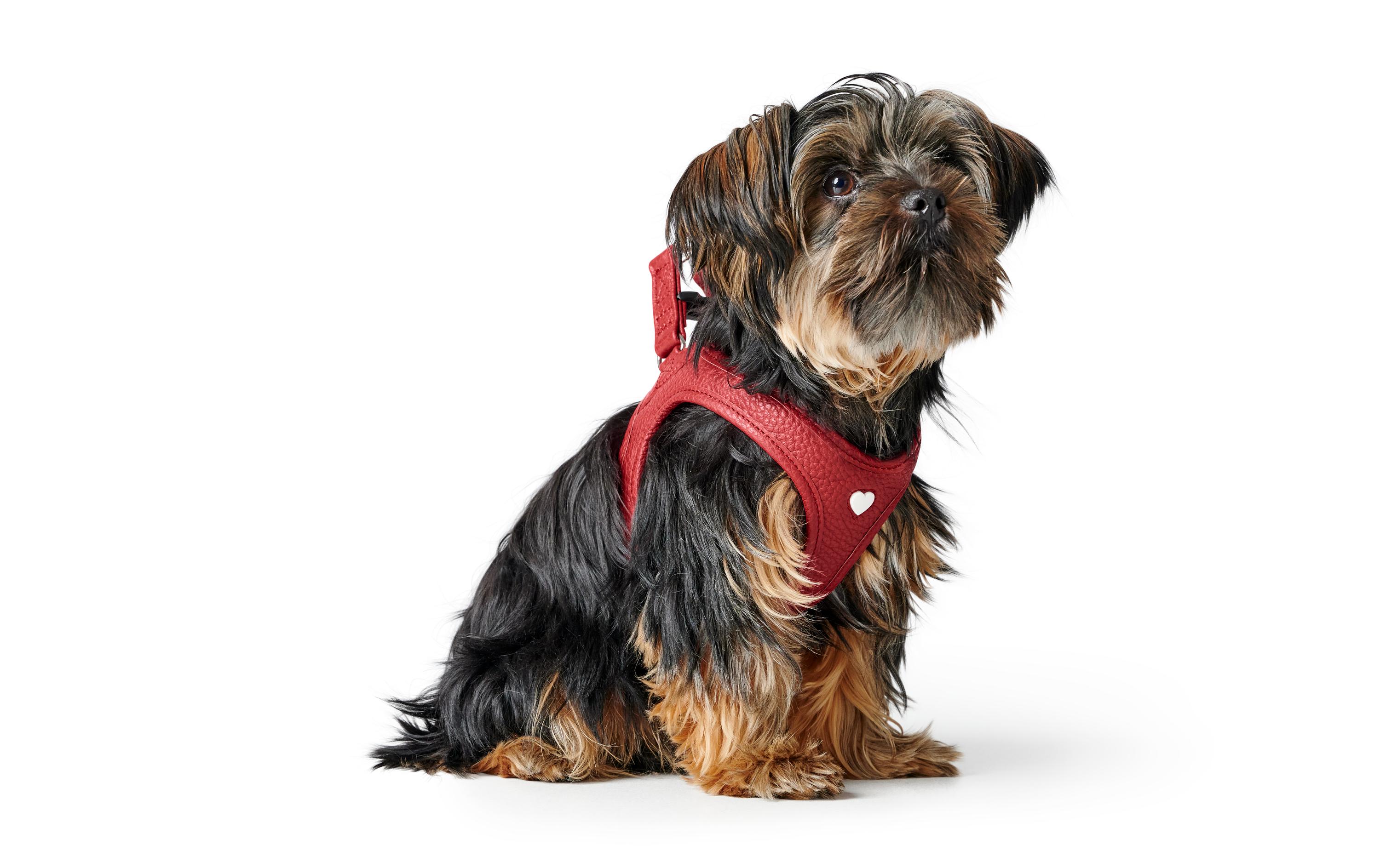 Geschirr Love 37-40/XS-S, Rot/SchwarzLeichtes Geschirr für kleine und kopfscheue Hunde