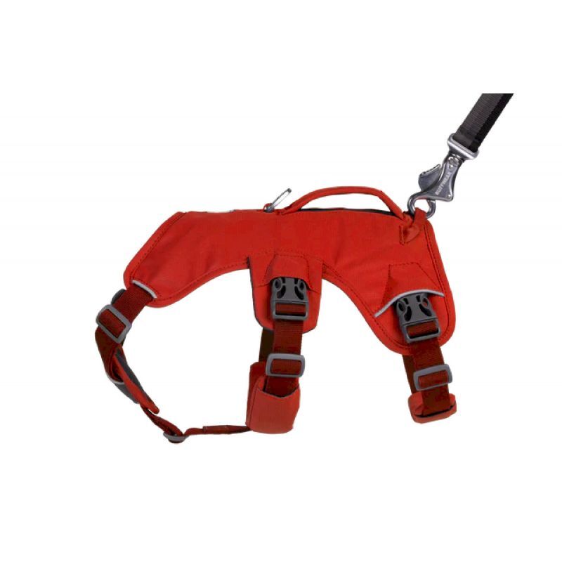 Web Master - Harnais pour chien