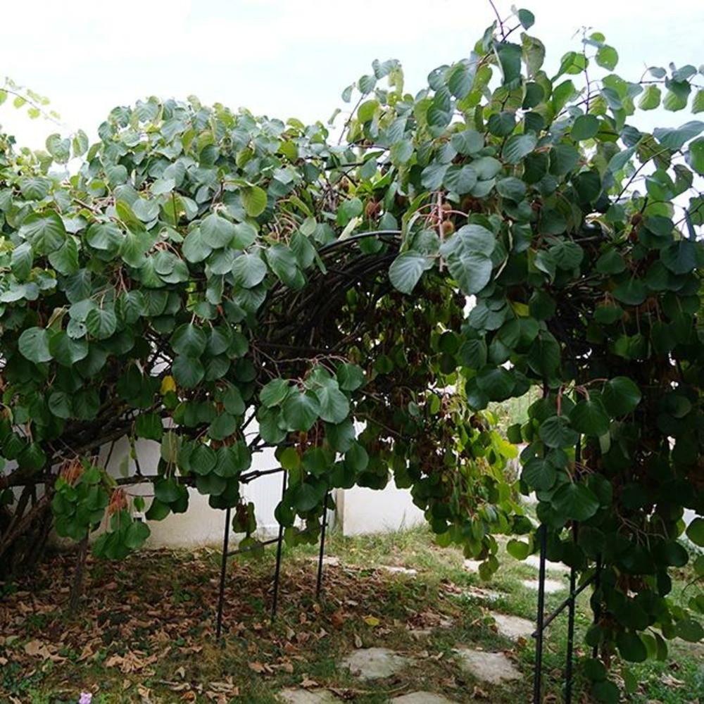 Kiwi femelle 'kiwidoo®' - actinidia chinensis 3l