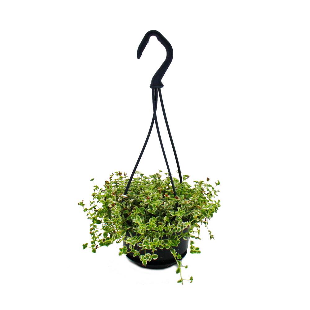 Mini plante de feuillage à entretien facile - sedum floriferum 'little missy