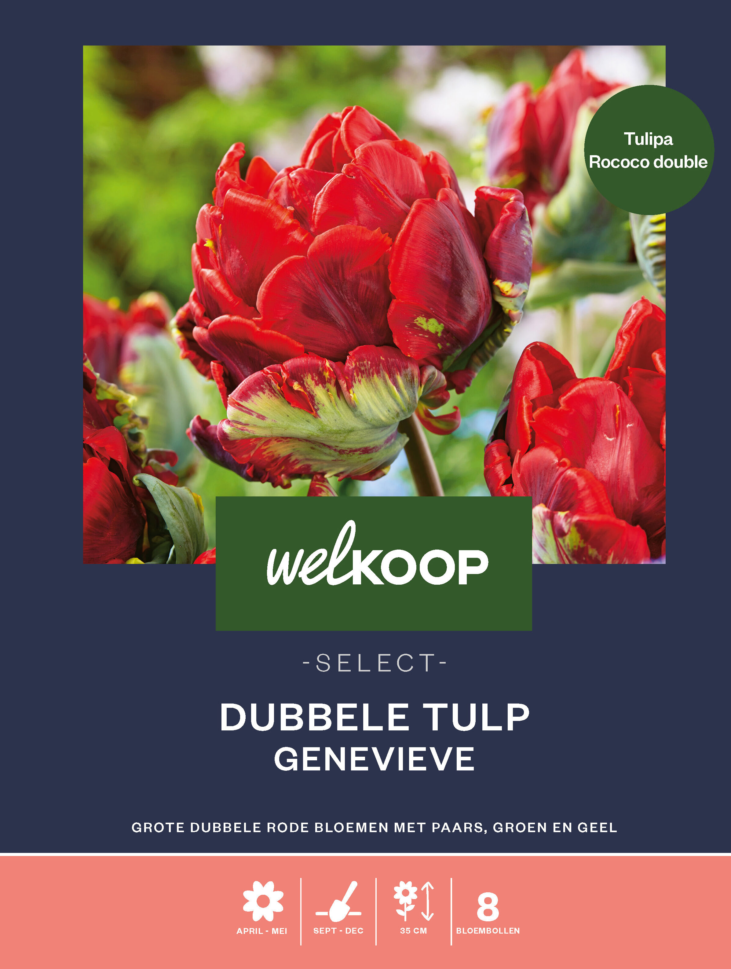Welkoop Select Dubbele Tulp Genevieve - Bloembollen