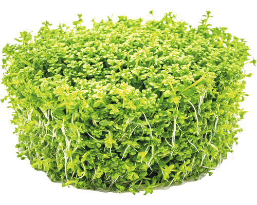 Hemianthus calitrichoides 'Cuba' In Vitro