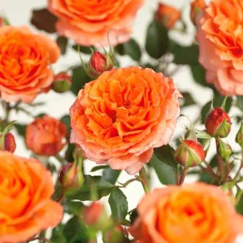 Rosa (Moderna Buskros-Gruppen) APRICOT MEILOVE Klaserose APRICOT MEILOVE Ø21 cm