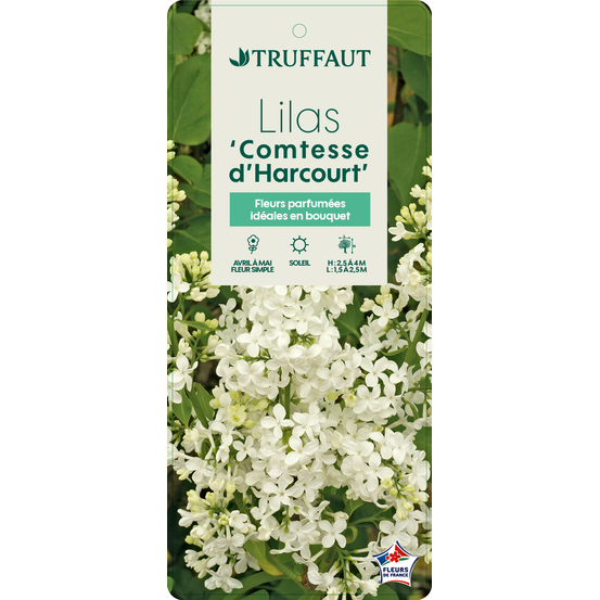 Syringa vulgaris ' Comtesse d'Harcourt ' : ctr 5 litres