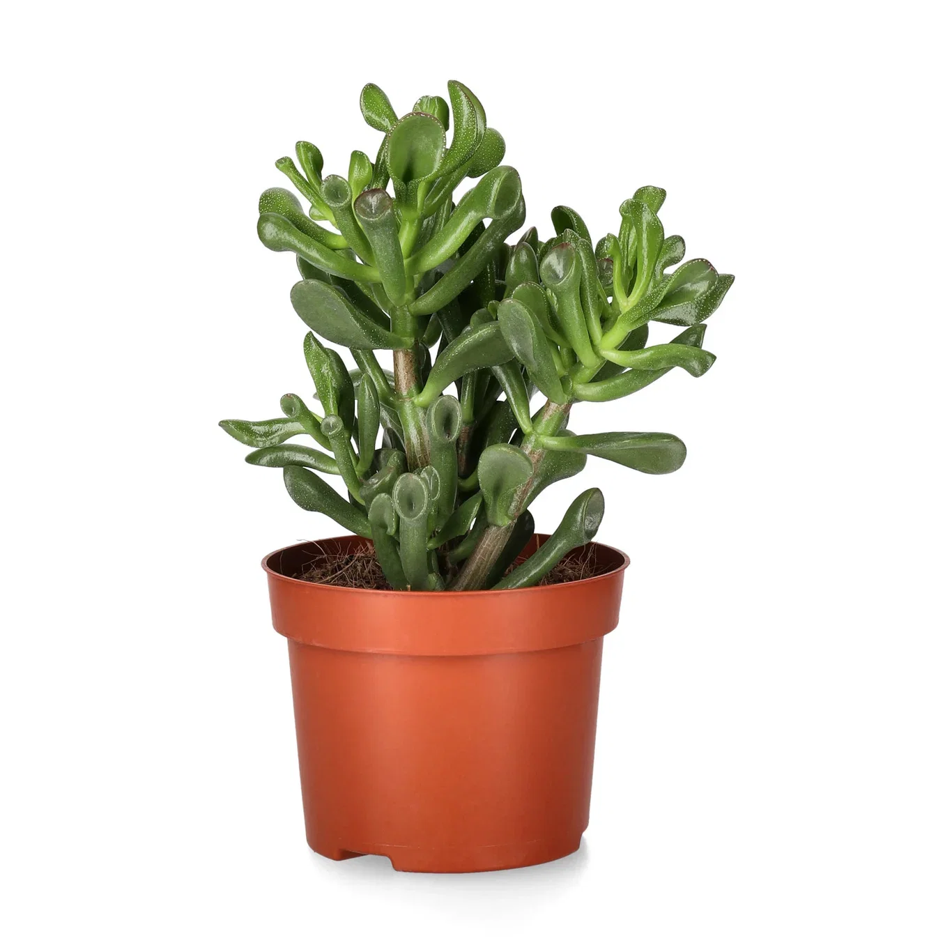 Crassula trompet 12 cm Crassula trompet sukkulentplante Høyde 18 cm