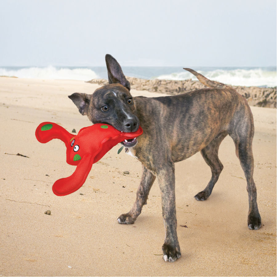 Brinquedo Kong Belly Flops Lagosta para Cães