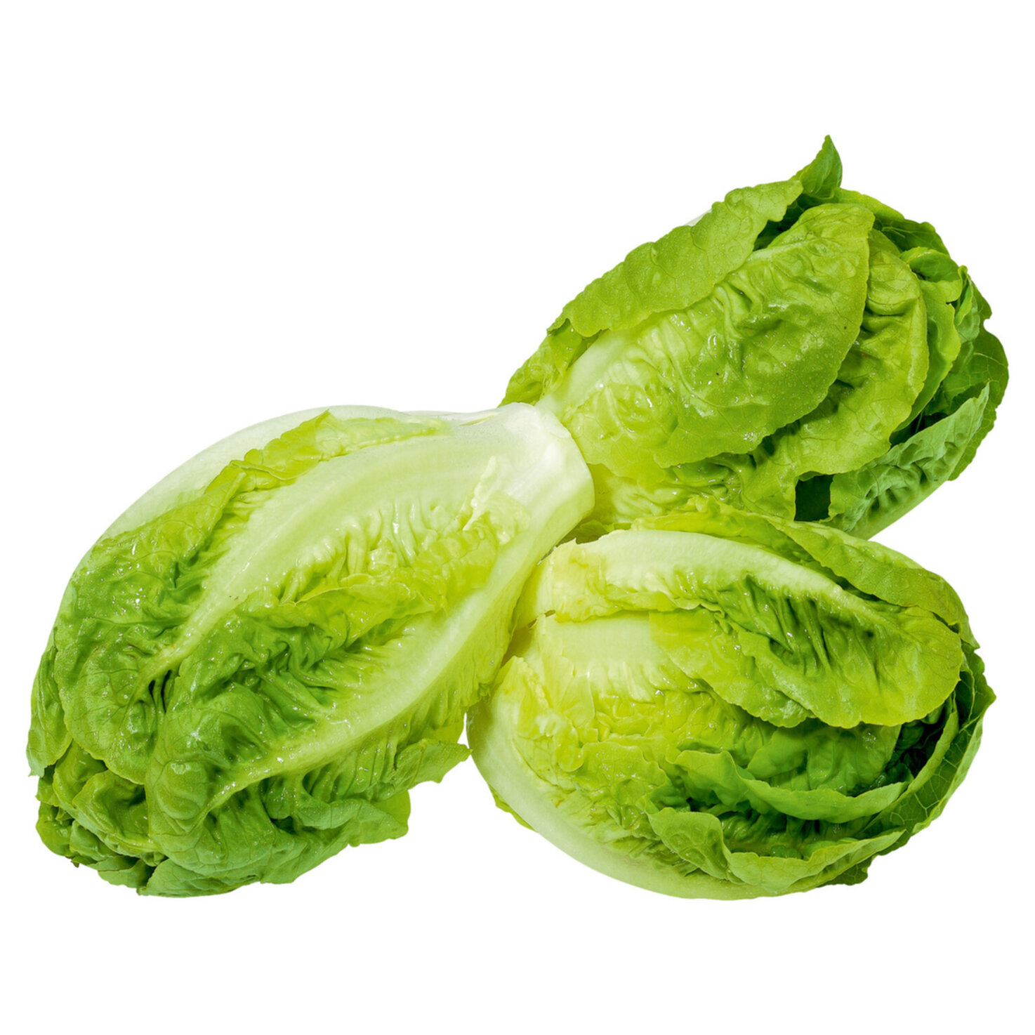 Baby Salat 3 Stück -
