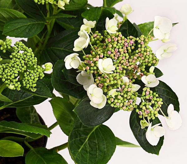 Teller-Hortensie, ca. 30-40 cm