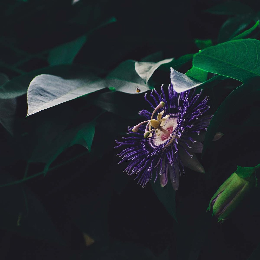 2x passiflora purple haze – passiflore – plante grimpante – facile d'entretien – ⌀15 cm - ↕60-70 cm