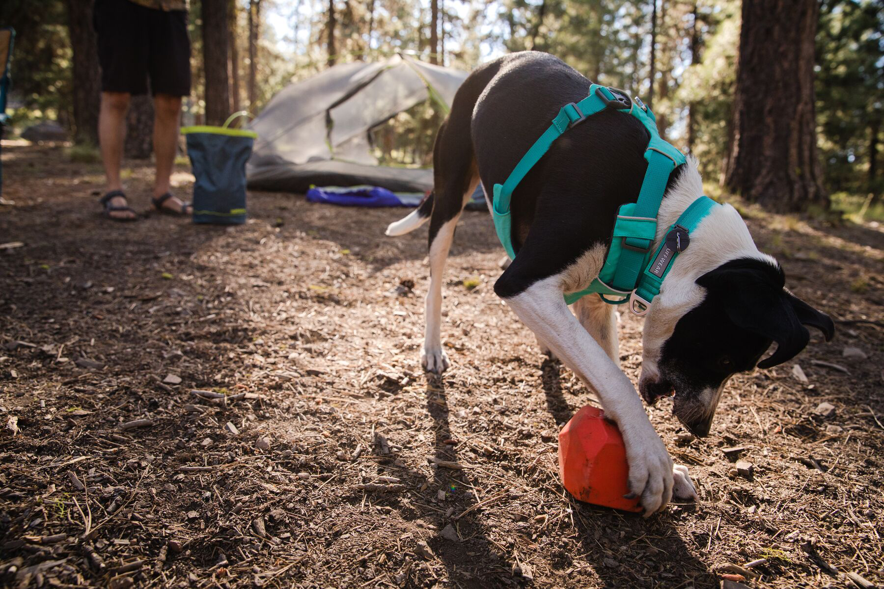 Ruffwear Front Range Halsband  28 - 36 cm aurora teal