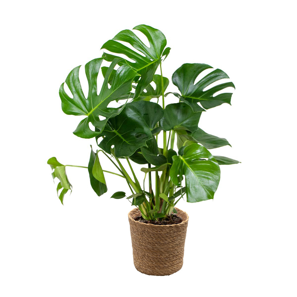 Monstera deliciosa incl. Panier en jonc de mer - purificateur d'air - ⌀21 cm - ↕70-80 cm