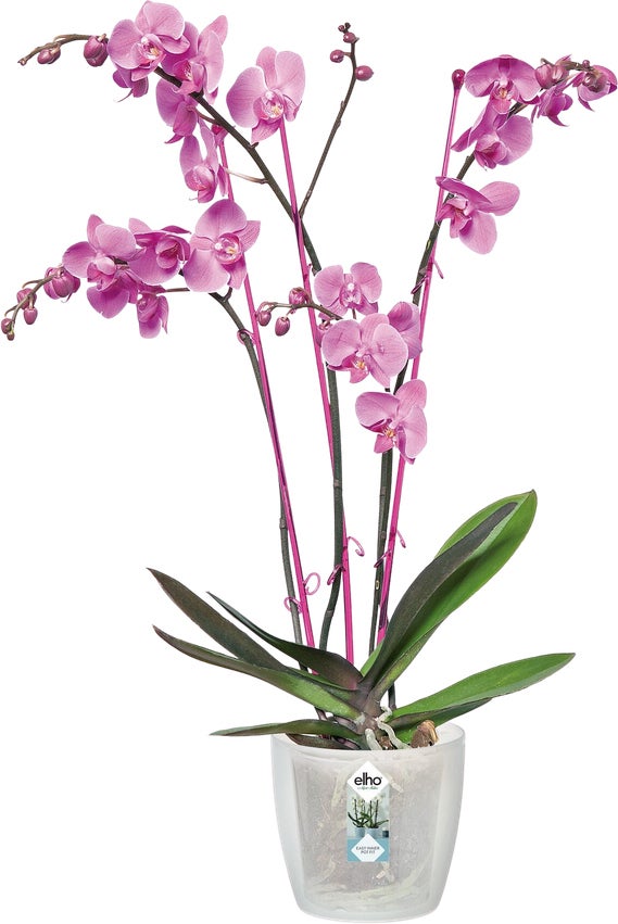 Elho bloempot Brussels orchidee transparant D 13 H 11,5 cm