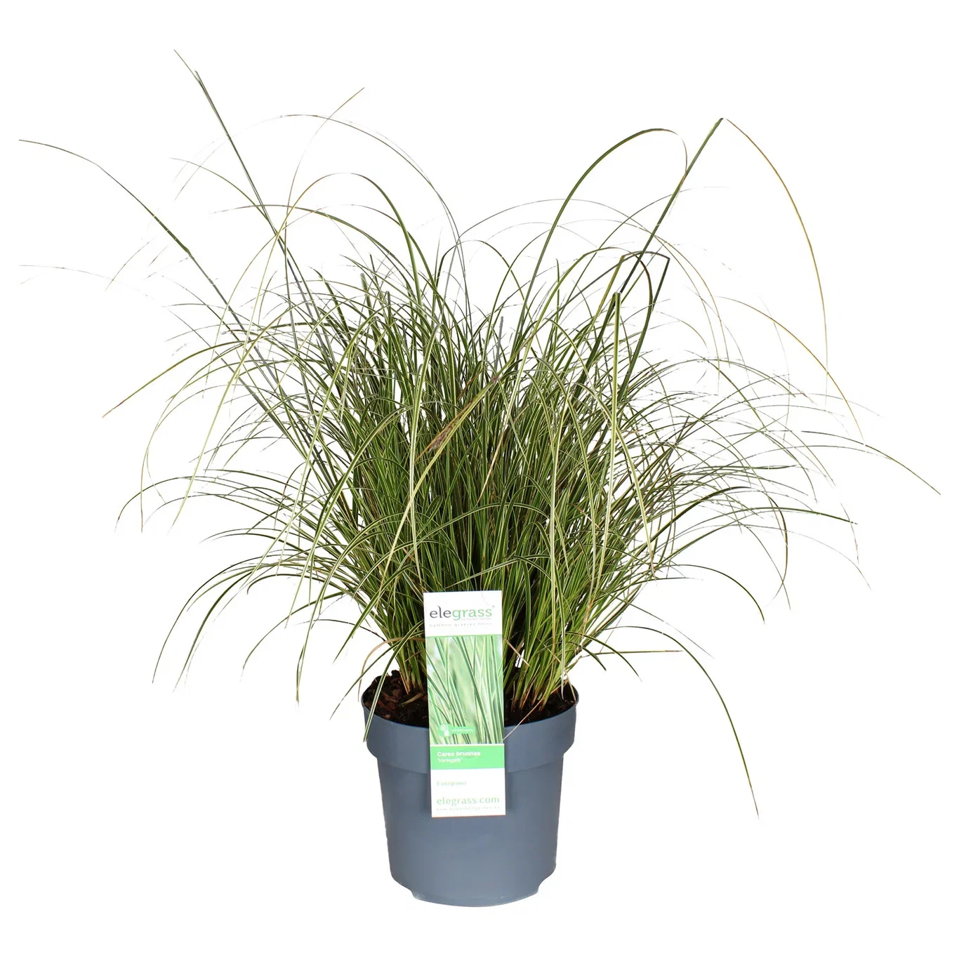 Carex brunnea 'Variegata' Carex brunnea 'Variegata' Ø19 cm