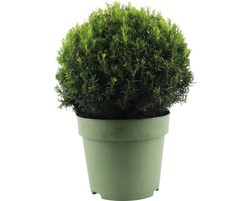 Taxusbol FloraSelf Taxus baccata Ø ca. 45 cm