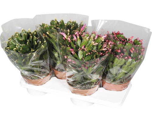 Kerstcactus FloraSelf Schlumbergera truncata H 32-35 cm Ø 17 cm pot