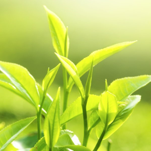 Volant Æterisk Olie, Tea Tree