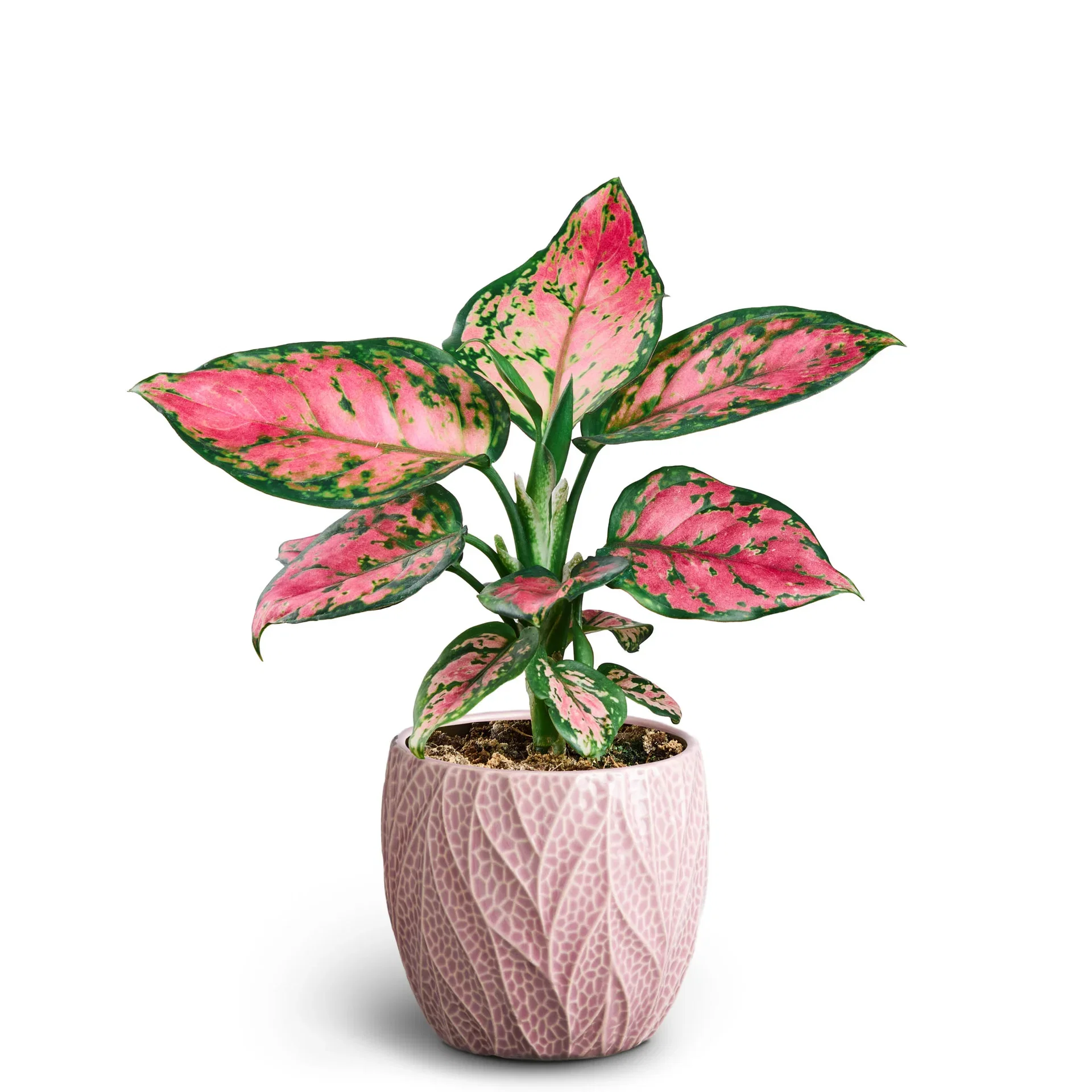Chamaedorea elegans Grønn plante i potter Høyde 30 cm