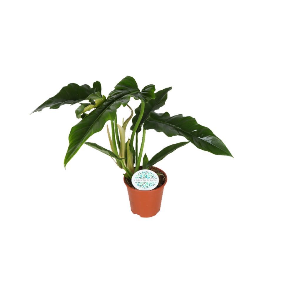 Plante d'intérieur - philodendron narrow 40.0cm
