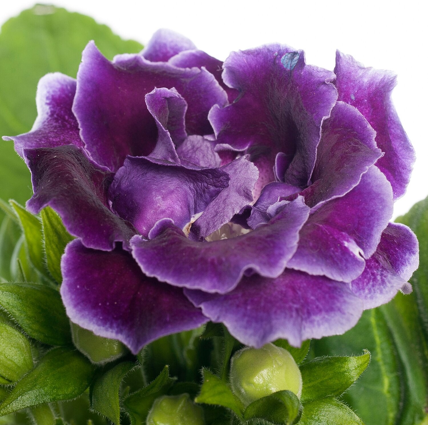 Gloxinia (Sinningia 'Sonata Violet') D 12 H 25 cm
