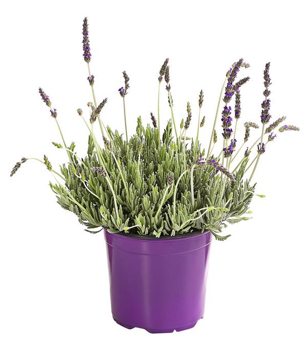 Dehner Gourmet Garten Zahnlavendel