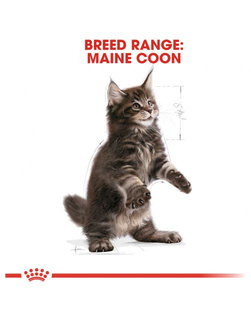 Royal Canin Maine Coon Kitten - Kitten-Kattenvoer